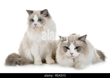 Ragdoll Katzen vor weißem Hintergrund Stockfoto