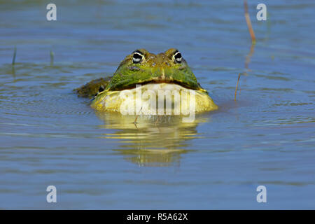 Afrikanische Riese bullfrog Aufruf Stockfoto