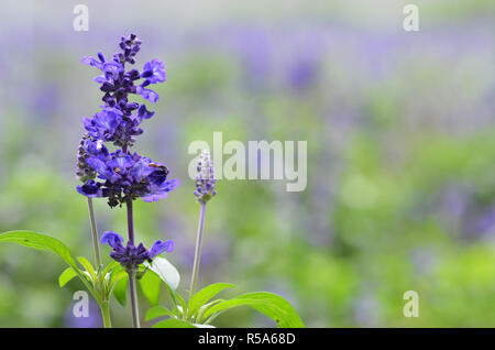 Blühende blaue bugleweeds Ajuga Stockfoto