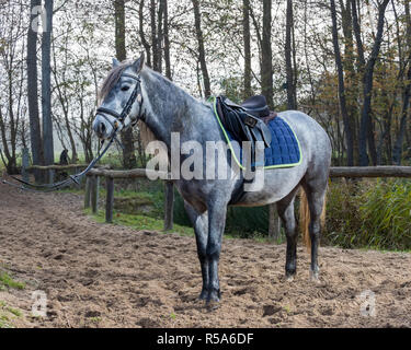 Ein Bild von einem Pferd stehend im Fahrerlager Stockfoto