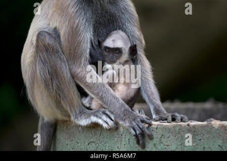 Getuftete Grau Langur (Semnopithecus priam priam) Stockfoto