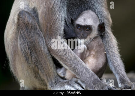 Getuftete Grau Langur (Semnopithecus priam priam) Stockfoto