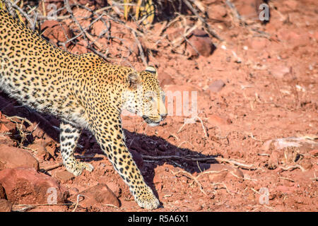 Leopard in Namibia Stockfoto