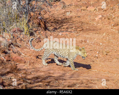 Leopard in Namibia Stockfoto