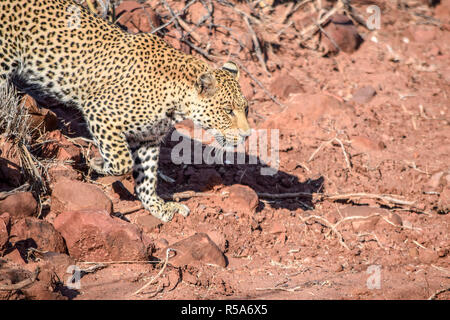 Leopard in Namibia Stockfoto