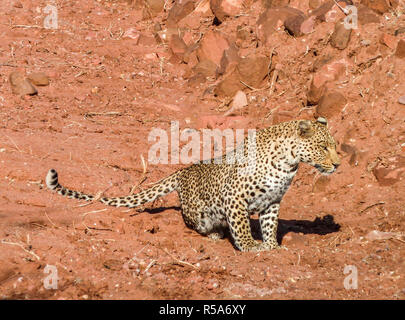Leopard in Namibia Stockfoto