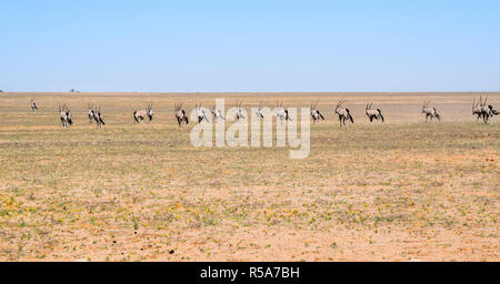 Oryx in Namibia Stockfoto