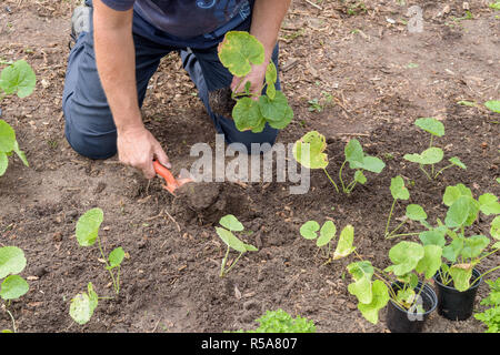 Ein Mann sitzt auf seinen Knien während der Aussaat junge Malve Sämlinge in den Gartenboden. Stockfoto