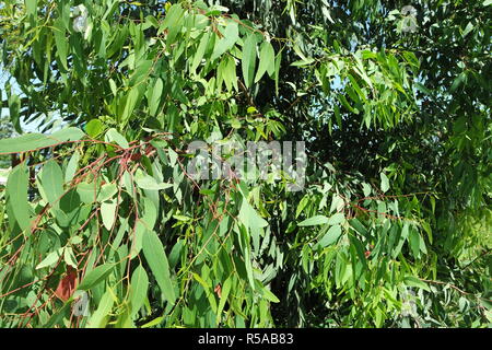 Eukalyptus-Blätter Stockfoto