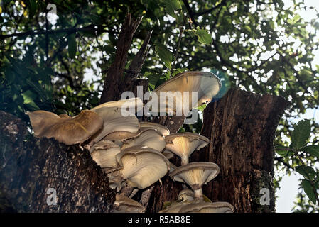 Pilz auf einem Boden voller trockene Blätter Stockfoto