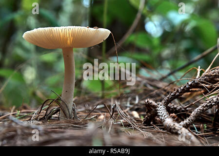 Pilz auf einem Boden voller trockene Blätter Stockfoto