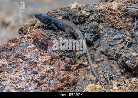 Südliche kanarischen Lizard (Gallotia galloti) auf Felsen, endemisch, männlich, Teneriffa, Kanarische Inseln, Spanien Stockfoto