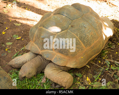 Schildkröte ist auf dem Boden zu schlafen. Stockfoto