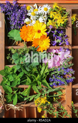 Heilpflanzen aus dem Garten Stockfoto