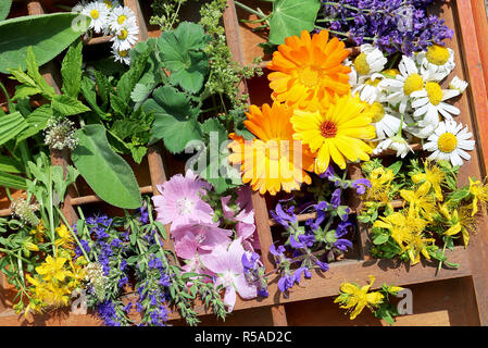 Heilpflanzen aus dem Garten Stockfoto