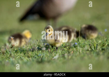 Kanadagans, Branta canadensis Vier Gänschen Cornwall, UK Stockfoto