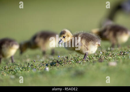 Kanadagans, Branta canadensis Vier Gänschen Cornwall, UK Stockfoto