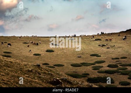 Sar-Berge, SAR planina, Mazedonien - Gemischte Herde Schafe und Rinder weiden auf unter dem bewölkten Himmel Stockfoto