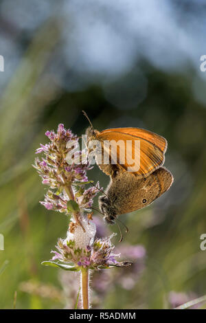 Chestnut Heide Schmetterling; Coenonympha glycerion Zwei; auf Blume Ungarn Stockfoto