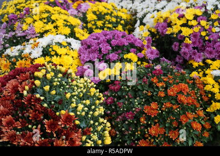 In der Nähe der bunten Chrysantheme auf Anzeige Stockfoto