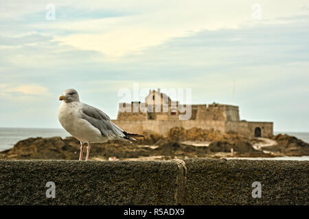 Seagull Guarding" Fort National "Festung in der Nähe von Saint-Malo in der Bretagne, Frankreich Stockfoto