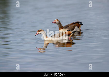 Nilgans Alopochen aegyptiaca, Norfolk, Großbritannien Stockfoto