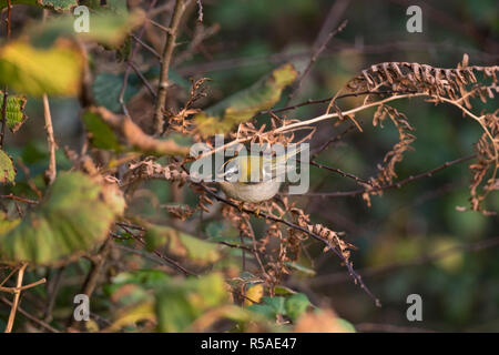 Firecrest; Regulus ignicapilla Single auf Zweig, Cornwall, UK Stockfoto