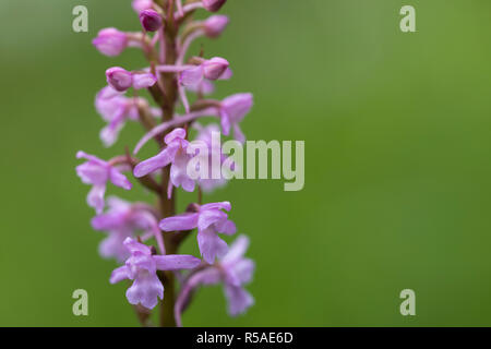 Fragrant Orchid; Gymnadenia conopsea; Blüte Lancashire, Großbritannien Stockfoto