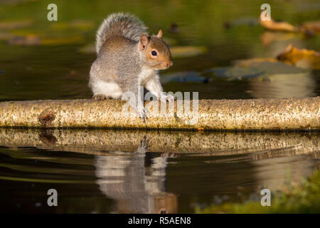 Graue Eichhörnchen Sciurus carolinensis; Single Anmelden am Teich Cornwall, UK Stockfoto