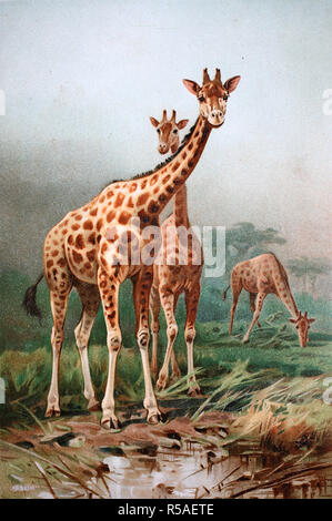 Historisches Bild von Rothschild's Giraffe (Giraffa Camelopardalis victoriae), 1890, Deutschland Stockfoto