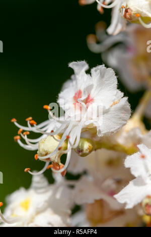 Rosskastanie; Aesculus Hippocastanum; Blumen Stockfoto