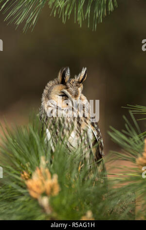 Lange eared owl; Asio otus - Single in Pine Cornwall, UK Stockfoto