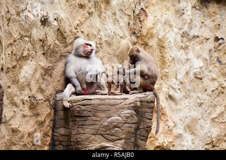 Paviane Familie (Hamadryas Pavian) in Gefangenschaft Stockfoto