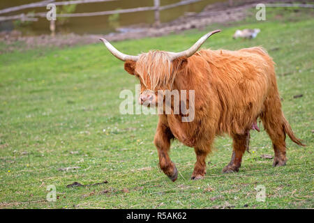 Schottische Kuh auf einer Lichtung Stockfoto