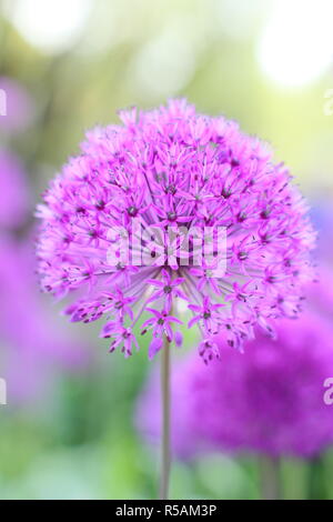 Kugelförmigen Dolden von Allium hollandicum 'Purple Sensation', Blüte in einem Englischen Garten Grenze, Großbritannien Stockfoto