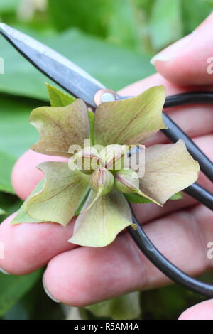 Helleborus hybridus. Kontrolle nieswurz Samenkapseln für Reife mit Blick auf die Ernte und Saatgut - Frühling, Großbritannien Stockfoto