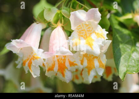 DIPELTA yunnanensis, eine blühende sommergrüne Strauch, im Frühling Garten, Großbritannien Stockfoto