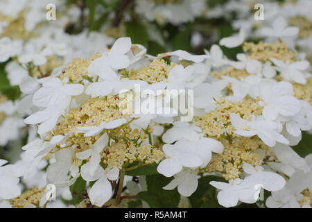 Viburnum plicatum f. tomentosum 'Lanarth'. Japanischer Schneeball 'Lanarth 'Blumen, Frühling, Großbritannien Stockfoto