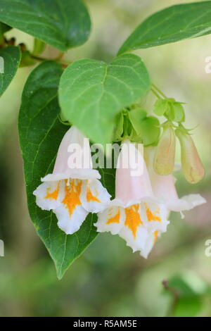 DIPELTA yunnanensis, eine blühende sommergrüne Strauch, im Frühling Garten, Großbritannien Stockfoto