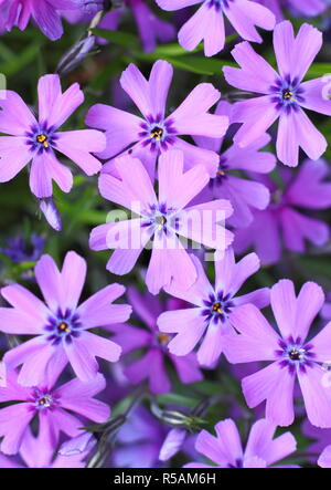 Phlox maculata 'Boothman's Sorte "immergrüne Staude Blüte im Frühjahr, Großbritannien Stockfoto