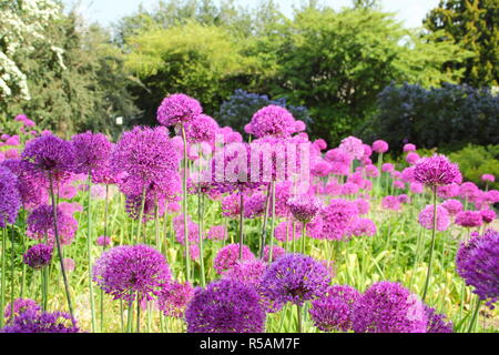 Kugelförmigen Dolden von Allium hollandicum 'Purple Sensation', Blüte in einem Englischen Garten Grenze, Großbritannien Stockfoto