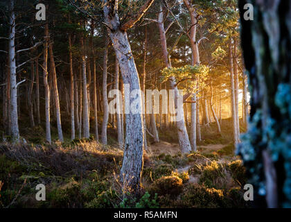 Magischen Sonnenaufgang im Wald, warmen Strahlen der Sonne am Morgen, die Farben der Sonne und Holz, Norwegen Stockfoto