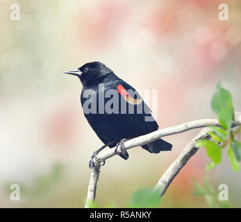 Red-Winged Blackbird Männlich Stockfoto