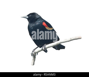 Red-Winged Blackbird Männlich Stockfoto