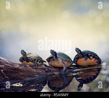 Florida Cooter Schildkröten auf einem Baumstamm Stockfoto