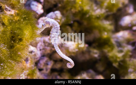 Weiß Sydney seahorse in Nahaufnahme, eine vom Aussterben bedrohte Tierart aus Australien Stockfoto