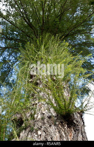 Junge Triebe auf alten Lärche trunk Stockfoto