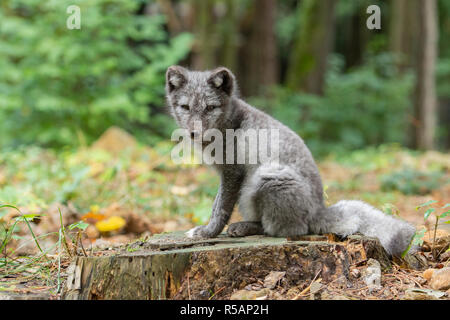 Polar Fox im Sommer Stockfoto