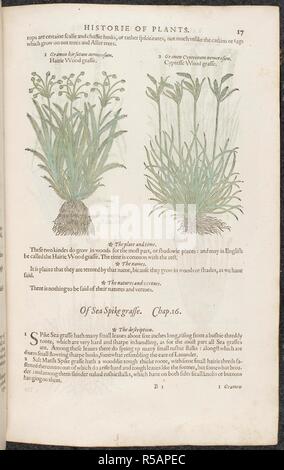 Haarige Holz, Gras und Zypressenholz Gras. Botanische Zeichnungen und Beschreibungen der Pflanzen. Die herball oder Allgemeine Historie des Plantes. London: Iohn Norton, 1597. Quelle: 35. g. 13-14. Seite 17. Sprache: Englisch. Autor: Gerard, John. Stockfoto