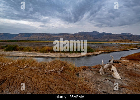 Gnus Schädel liegt am Ufer des Lake Natron in der Region Arusha im Norden Tansanias und der East African Rift Valley. Stockfoto